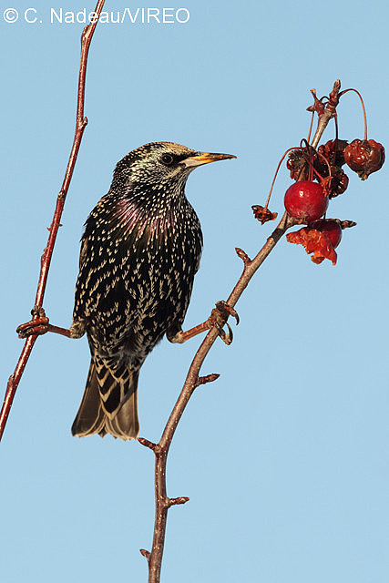 European Starling